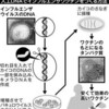 　カイコ使いインフルワクチン　生産量１００倍、免疫効果１０倍　北大出身の研究者ら開発
