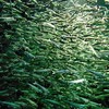 加茂水族館　山形県鶴岡市にあるクラゲが有名な水族館