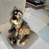 もなちゃんのお誕生日プレゼント届きました。