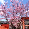 車折神社　～桜色に染まる開運神社