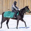 この中間から周回コースでの騎乗運動を開始しています。☆カラパタール