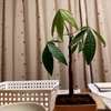 観葉植物の植え替え