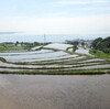 体験学習　田植え