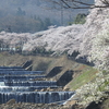 宮城野早川堤の桜