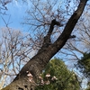 寒桜が咲いています