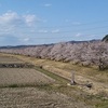 冷たい風の中の満開