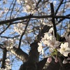 今年も桜の季節がやってきた🌸