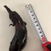 茄子の苗　1番花から茄子を収穫しました！！