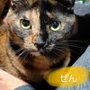 まんまるお目目のぜんちゃん 【2/9譲渡会参加予定】