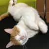 椅子で爆睡😽茶白の🐯猫ちゃん。
