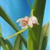 Eria rosea 