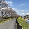 金光駅の近くの里見川沿いの桜、咲き具合をレポートするわっ♪