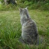 畑猫からのお知らせ