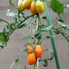 トマト収穫と土の準備悩ます