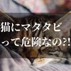 猫にマタタビっていうけど実は危険性がある？！【後悔しないために知っておくべきこと】