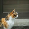 無職19日目　長年の不眠症について考えてみたよって話