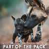 Part of the Pack リカオンのショートフィルム