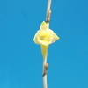 Dendrobium tampangii