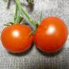 赤いミニトマト　２つ収穫