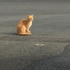 *～新年の挨拶にやって来た・・・トラオ～*