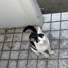 白黒ちゃんの口に何かついていた昨夕。朝日がまぶしいみーちゃん。ビーム光線保護猫君。ブンブン。ゴーヤが熟れる。