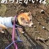 おニューの服、だよ