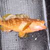 本命が釣れません