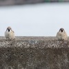 スズメが餌になる瞬間を見てしまった。