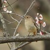 こども自然公園（大池公園）で野鳥探し 2018-03-24