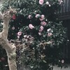 椿