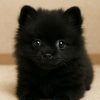 黒のポメラニアンってどんな子？