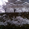 【桜】