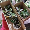 多肉植物デビュ～！