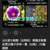 変化朝顔4　など