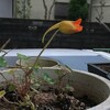 挿し木の開花 ナスタチューム