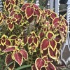 Coleus