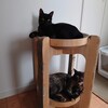 子猫ちゃんとバリバリボウルタワー その後