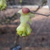 Corylopsis spicata　トサミズキ