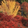 西国第十番札所「三室戸寺」紅葉　2019