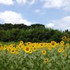 丸山公園のヒマワリ、カワウ他