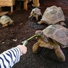 爬虫類だけの動物園iZoo