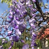 🌺出来事172 藤の花を見に行きましたが、、、。