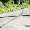 ビオトープはちゃんとビオトープしているのかな？