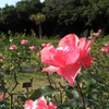 移転前に秋の野津田公園ばら広場に行ってきました