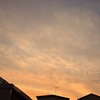 今日は一枚、夕方・・・65sgg。