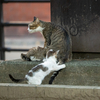 近隣繁華街のねこさん