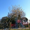 2/4  春に成れば桜花開く