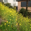 氷川神社のカタバミの花と菜の花(2022年)