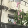 立葵