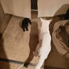 猫たちの和解